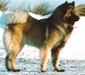 eurasier_1