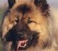 eurasier_3