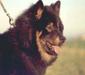 eurasier_4