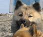 eurasier_5