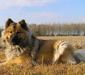 eurasier_6