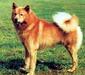 kareko-finskia_laika_1