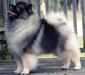 keeshund_5