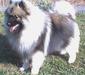 keeshund_6