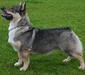 vastgotaspets_1