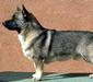 vastgotaspets_4