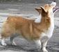 welsh_corgi_pembroke_1