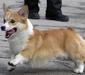 welsh_corgi_pembroke_2