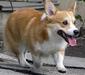 welsh_corgi_pembroke_3