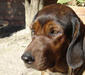 alpenlaendische_dachsbracke_1