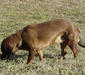 alpenlaendische_dachsbracke_2
