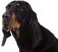 black-and-tan_coonhound_3