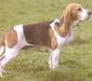 chien_dartois_1