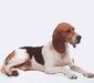 chien_dartois_2