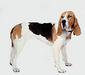 chien_dartois_3