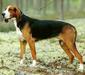 finnish_hound_1