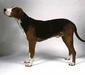 finnish_hound_2