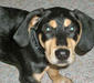 transylvanian-hound_1