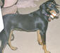 transylvanian-hound_2