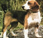 westphalian_dachsbracke_1