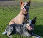 aussie_cattle_dog_1