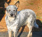aussie_cattle_dog_2