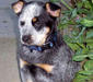 aussie_cattle_dog_3