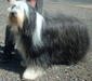 bearded_collie_1