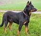 beauceron_1