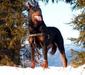 beauceron_2