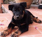 beauceron_3