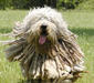 bergamasco_sheepdog_1