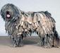 bergamasco_sheepdog_3