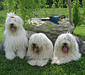 bobtail_1