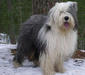bobtail_2