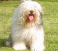 bobtail_3