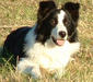 border_collie_1