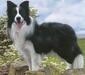 border_collie_2
