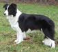 border_collie_3