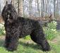 bouvier_1