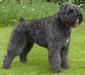 bouvier_2