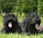 bouvier_3