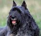 bouvier_des_ardennes