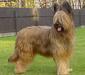 briard_1
