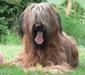 briard_2