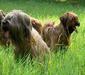 briard_3
