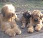 briard_4