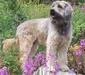catalonian_sheepdog_1