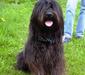 catalonian_sheepdog_2