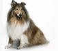 collie_rough_1